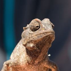 Close-up of chameleon