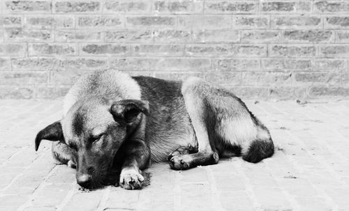 Dog sleeping outdoors