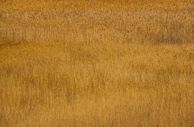 Full frame shot of yellow pattern