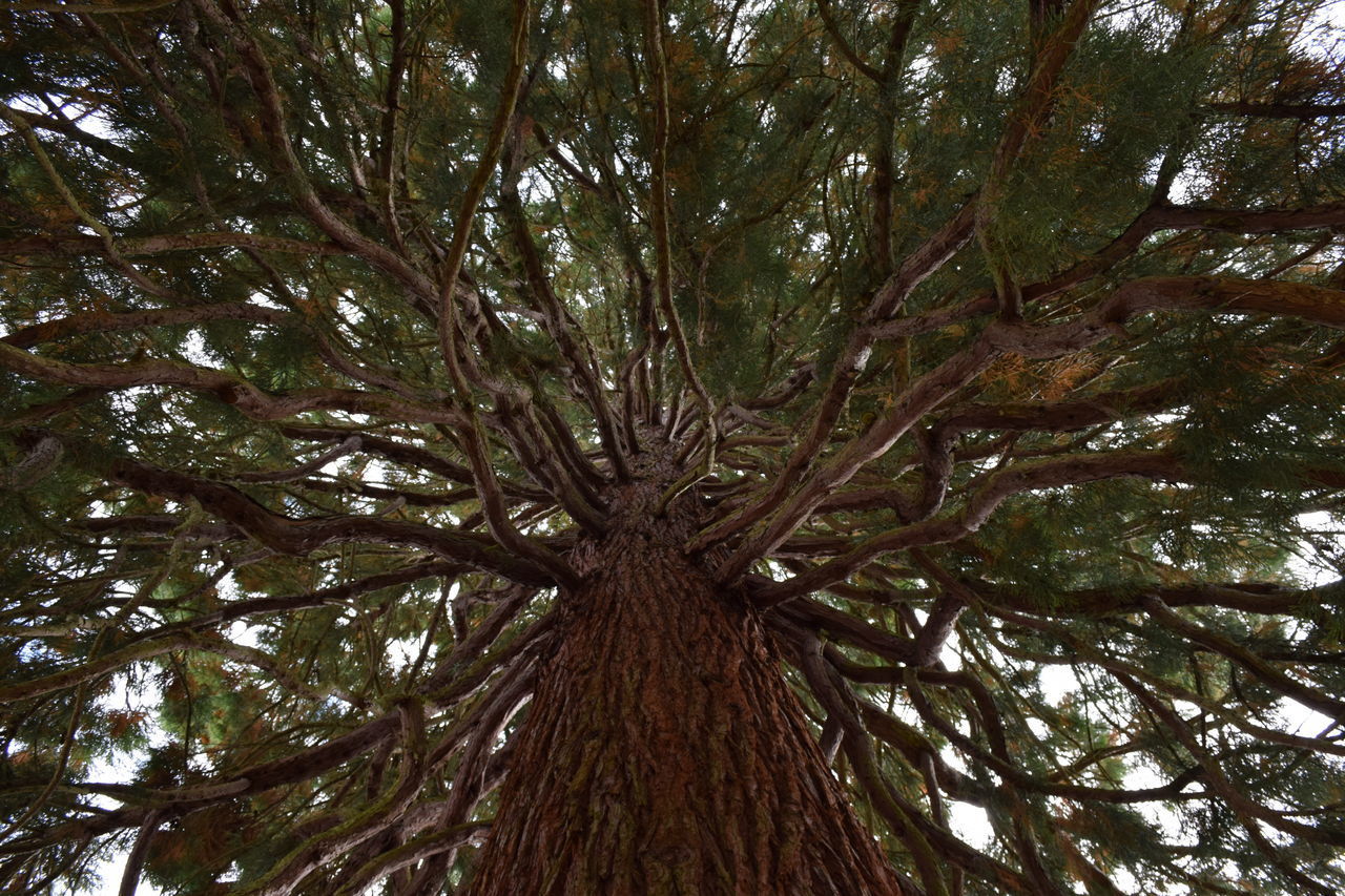 LOW ANGLE VIEW OF TREES IN FOREST