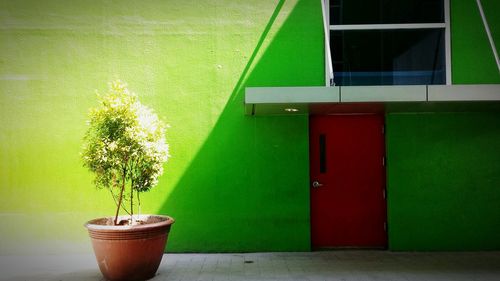 Plants growing on wall