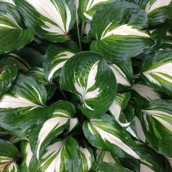 Full frame shot of green leaves