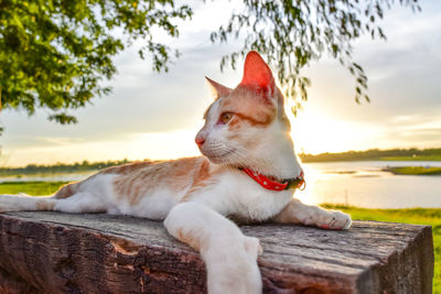 View of a cat resting on a tree