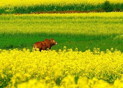 View of yellow flowers in field