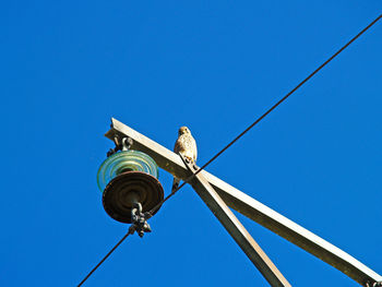 Low angle view of bird perching against clear blue sky