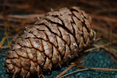 Close-up of pine cone