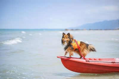 A shetland sheepdog on a kayak boat in the sea