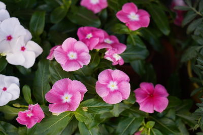 Close-up of pink flowering plants