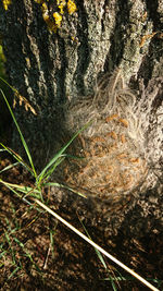 Close-up of moss growing on tree trunk