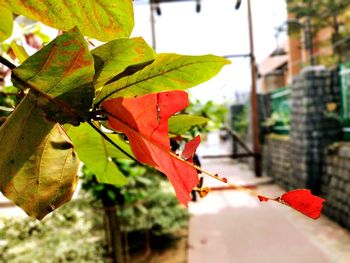 Close-up of red leaves on plant