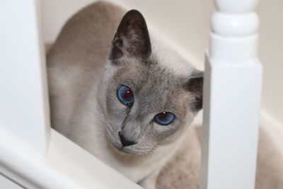 Close-up portrait of siamese cat