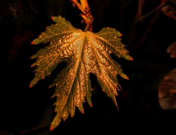 Close-up of maple leaves on tree during night