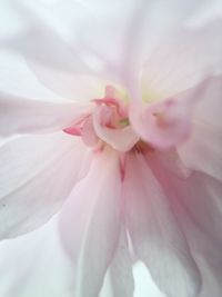 Close-up of pink flower