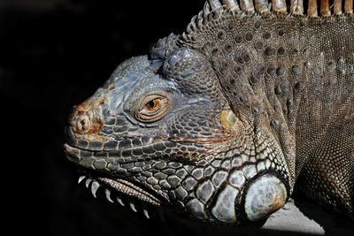 Close-up of a lizard