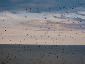 Flock of birds flying in the sky