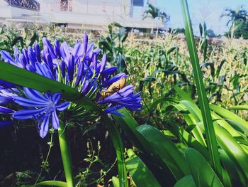 Close-up of purple flowering plants