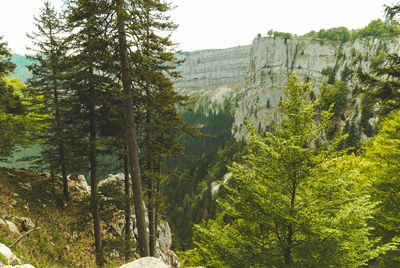 Scenic view of forest against sky