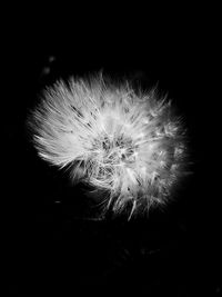 Close-up of dandelion against black background