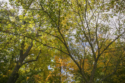 Low angle view of trees