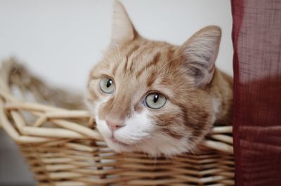 Close-up portrait of a cat