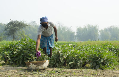 Farmer plucking vegetable wearing mask