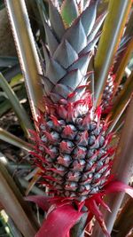 Close-up of cactus plant