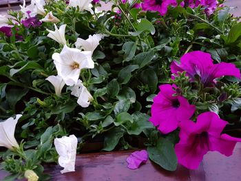 Close-up of flowers blooming outdoors