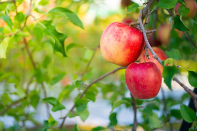 Close-up of apples on tree