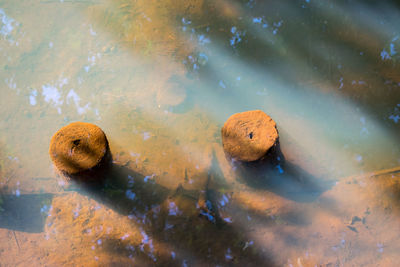 High angle view of turtle in sea