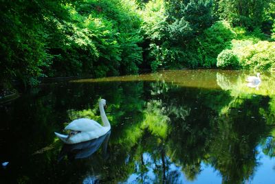 Duck swimming in lake