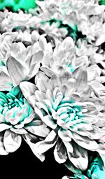 Close-up of purple flowers