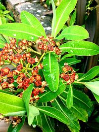 Close-up of plant