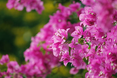 Close-up of pink cherry blossoms