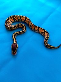 High angle view of a lizard on blue background