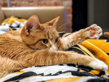 Close-up of a cat resting