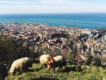 High angle view of sheep amidst buildings in city