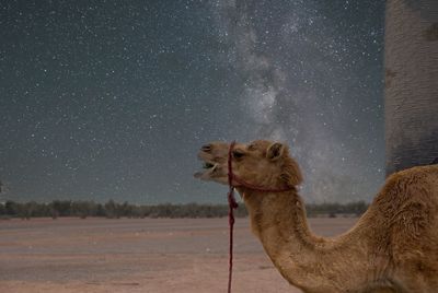 Camels in desert