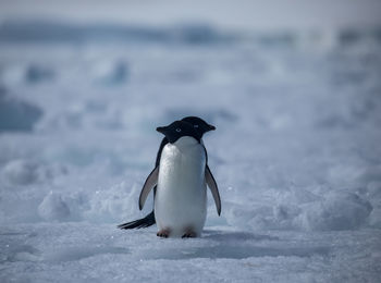 Penguins standing on snow covered field