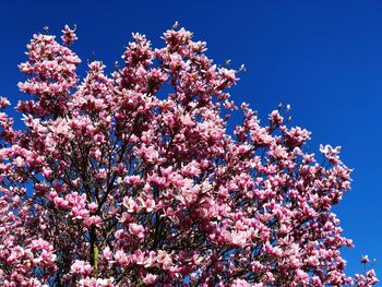 Low angle view of pink cherry blossoms in spring