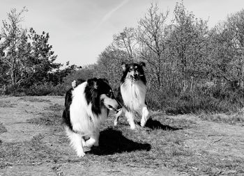 Dog standing on field