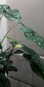 Close-up of wet potted plant against wall