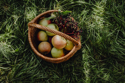 High angle view of fruits in basket on field