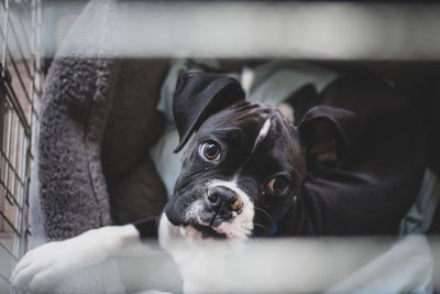 Close-up portrait of dog resting