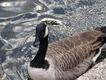 High angle view of duck swimming in lake