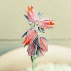 Close-up of flower against the sky