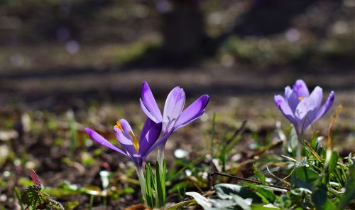 Close-up of purple crocus flowers on field