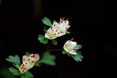 Close-up of flowers against black background