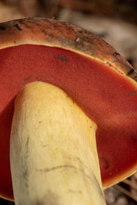 close-up