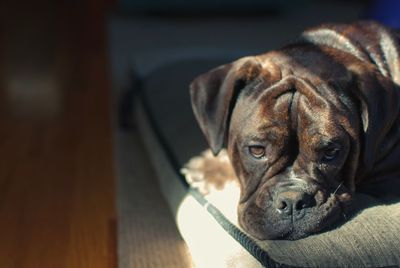 Close-up portrait of dog