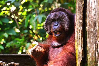 Close-up portrait of a monkey